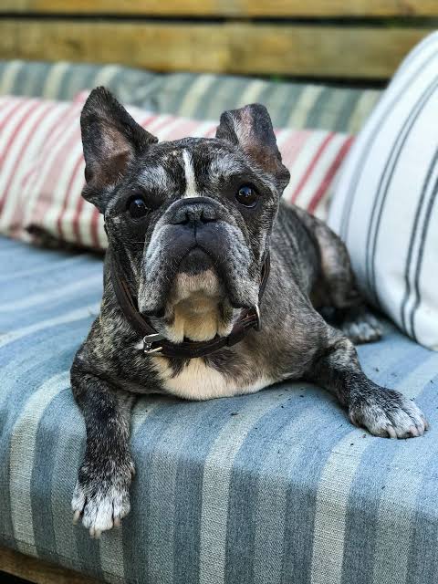 Senior dog meal 40-80lbs